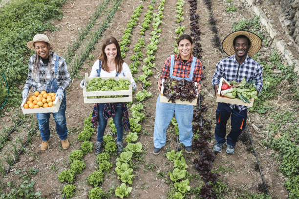 URGENT: Harvest worker Wanted